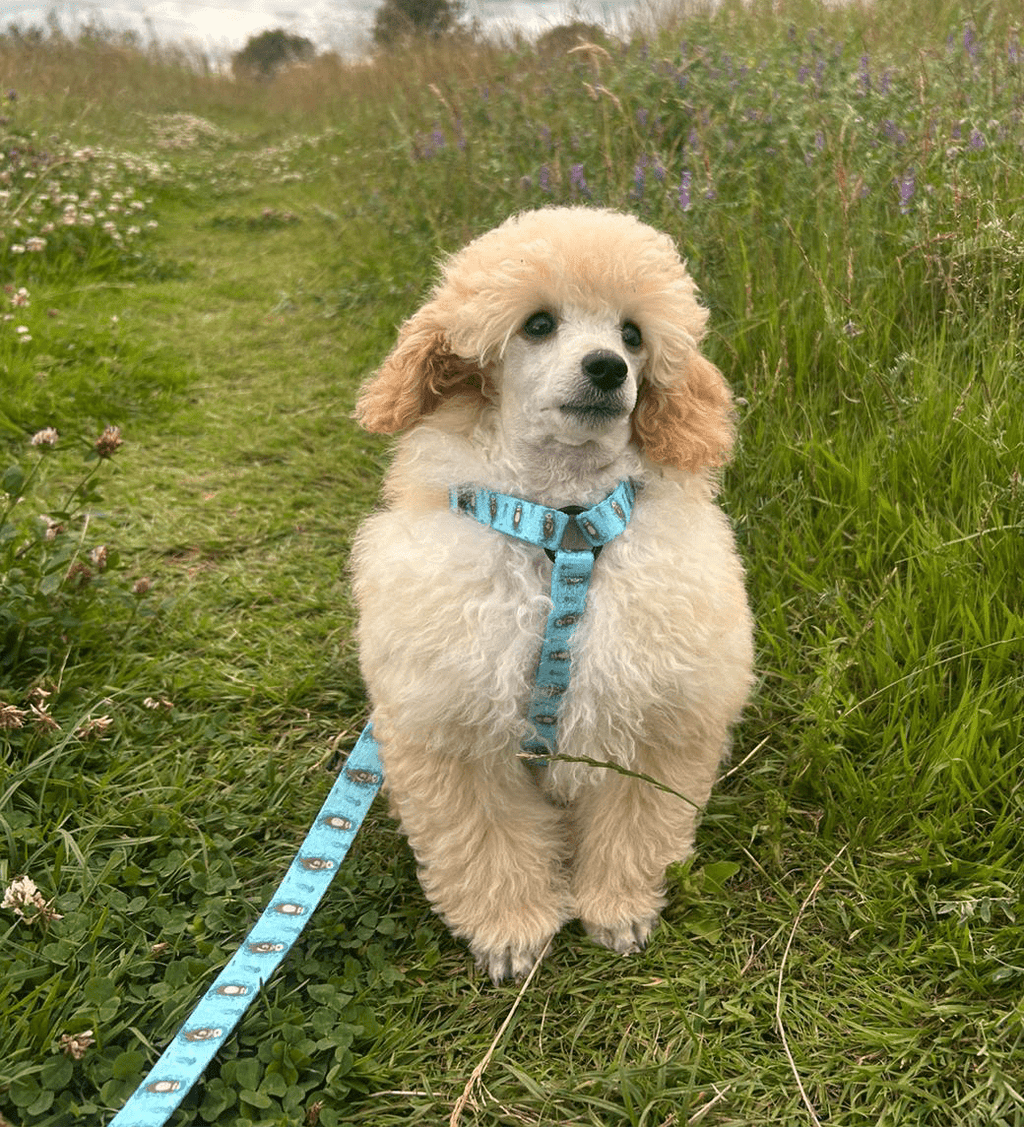 XXXS Puppy Harness with Otter Print