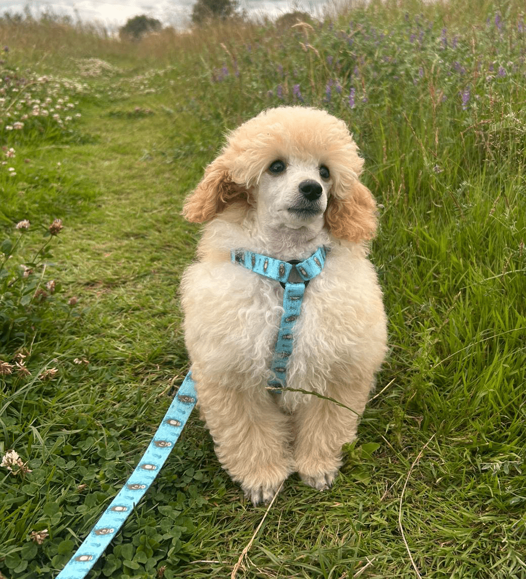 XXXS Puppy Harness with Otter Print