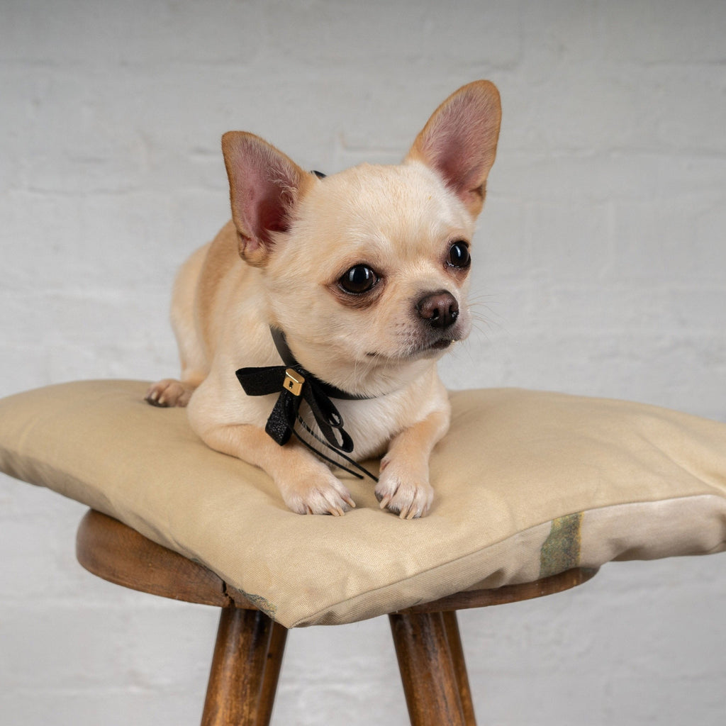 Black Bowknot Collar with Glitter Detail