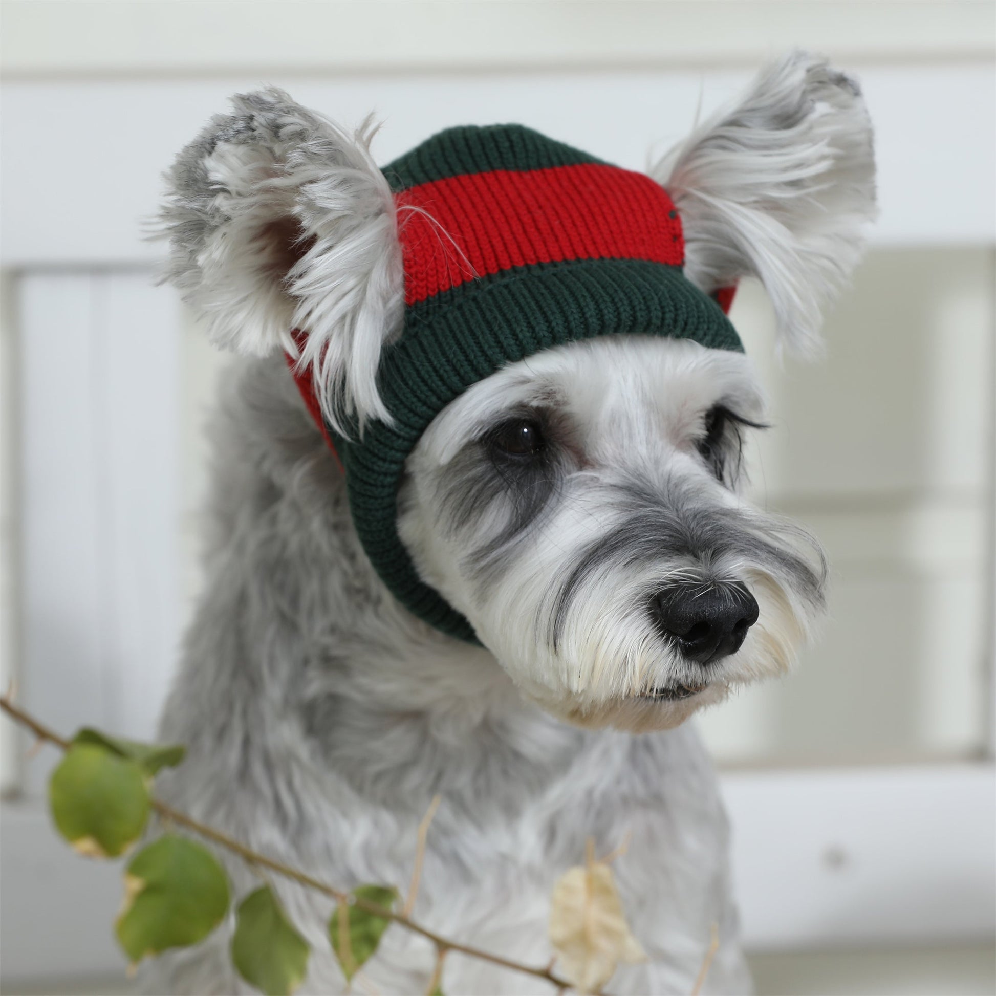 Contrast Woollen Hat for Pets in Green and Red