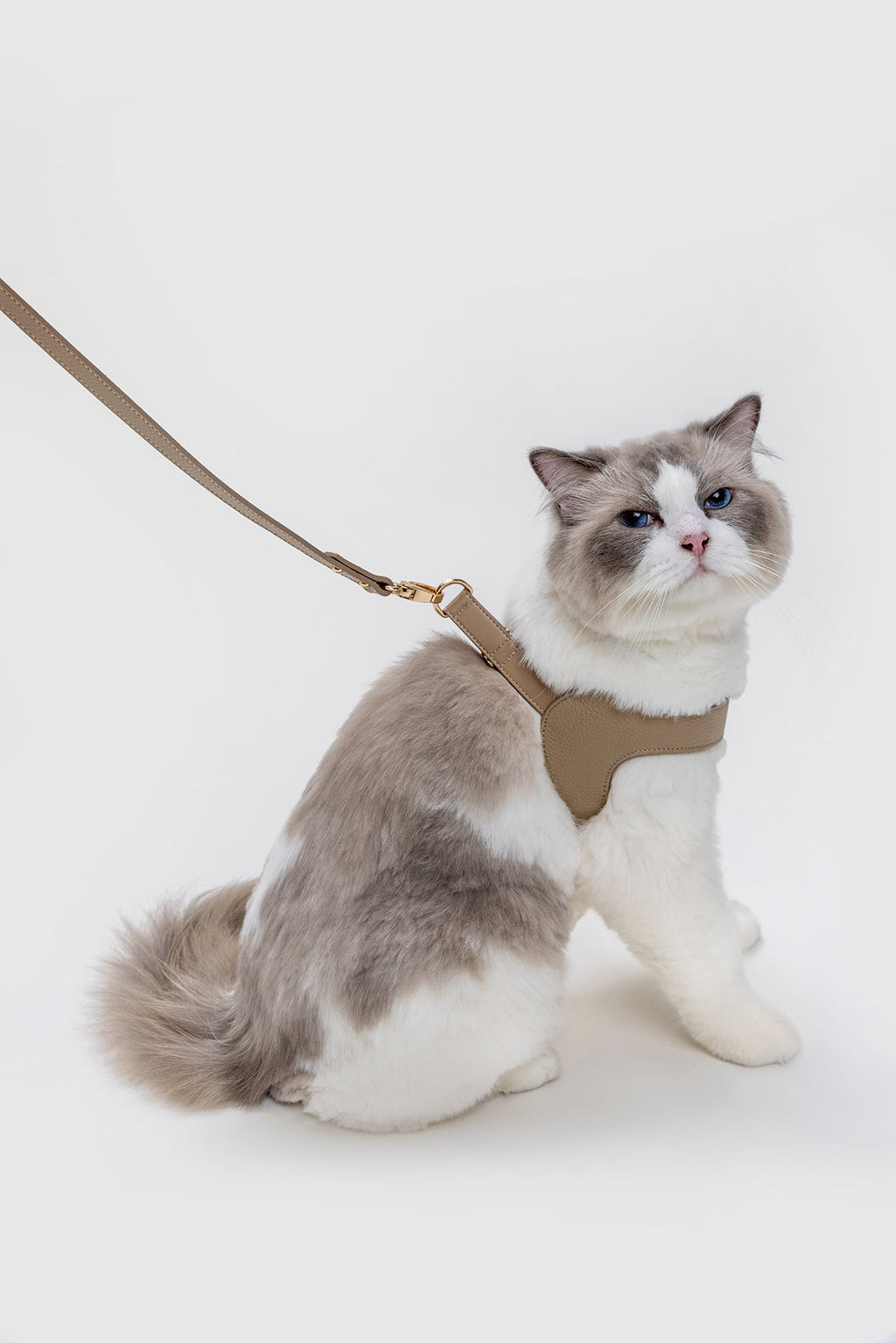 Leather Harness Set with Lead and Pocket