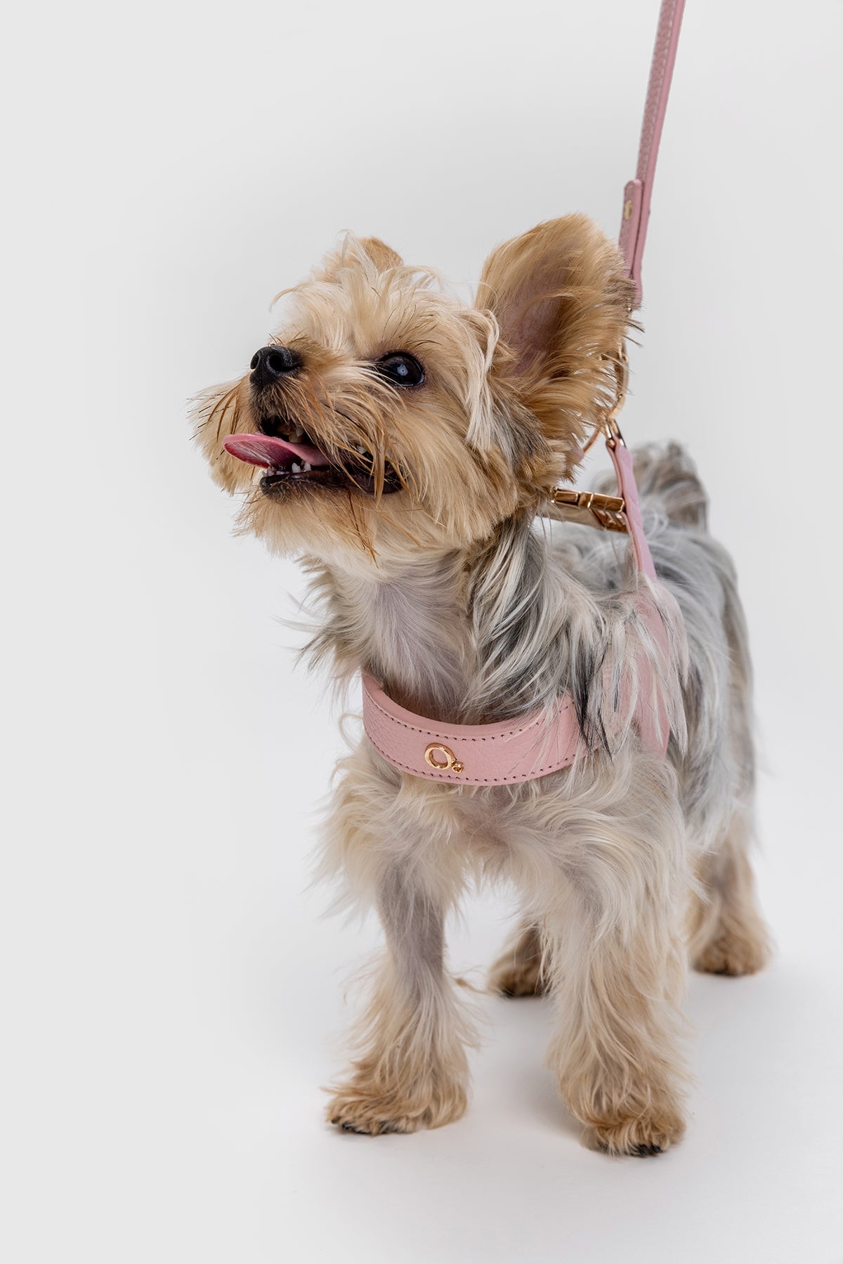 Leather Harness Set with Lead and Pocket