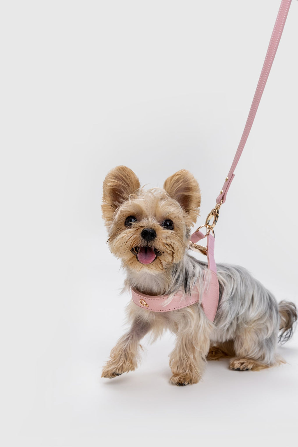 Leather Harness Set with Lead and Pocket