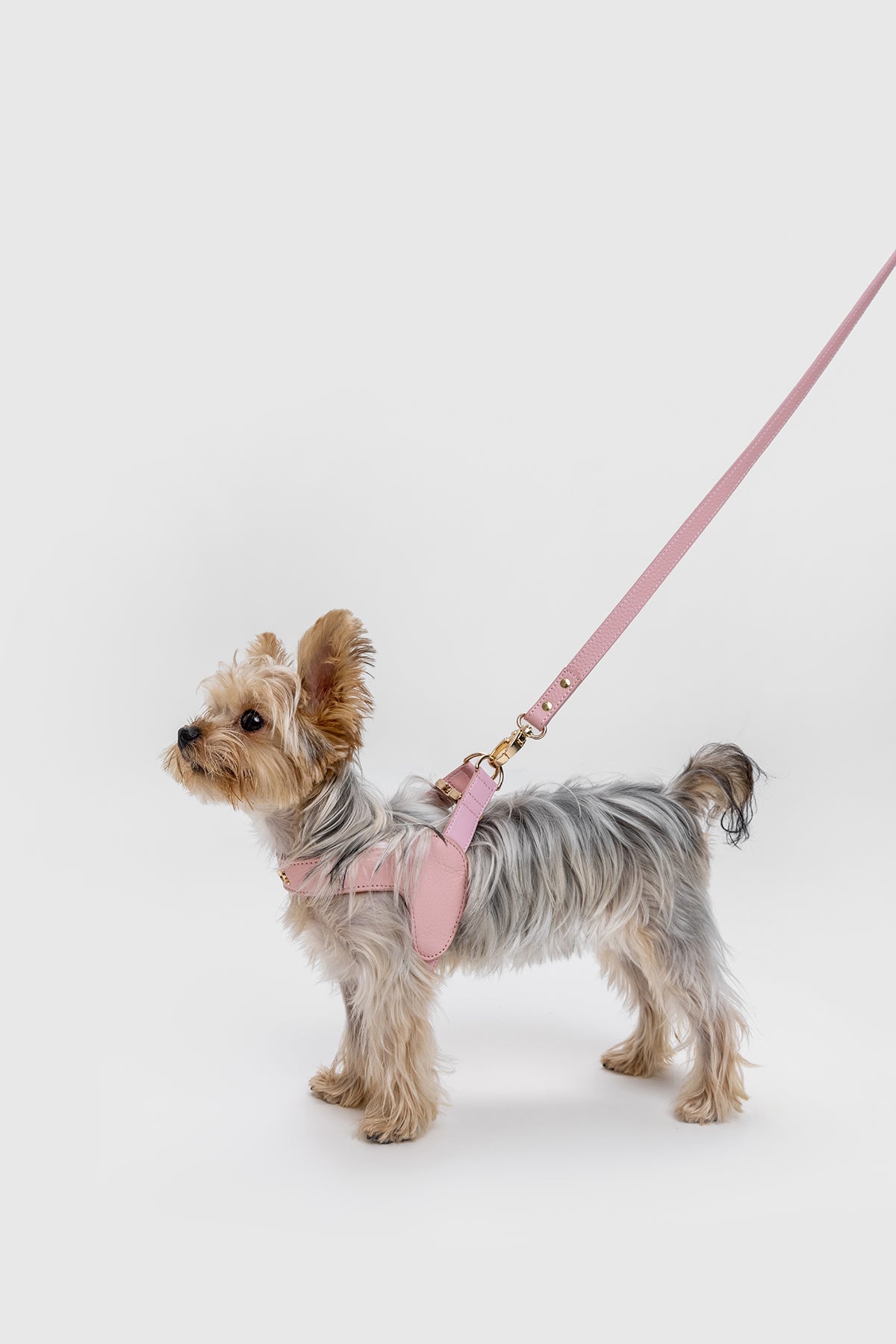 Leather Harness in Mint, Brown and Black