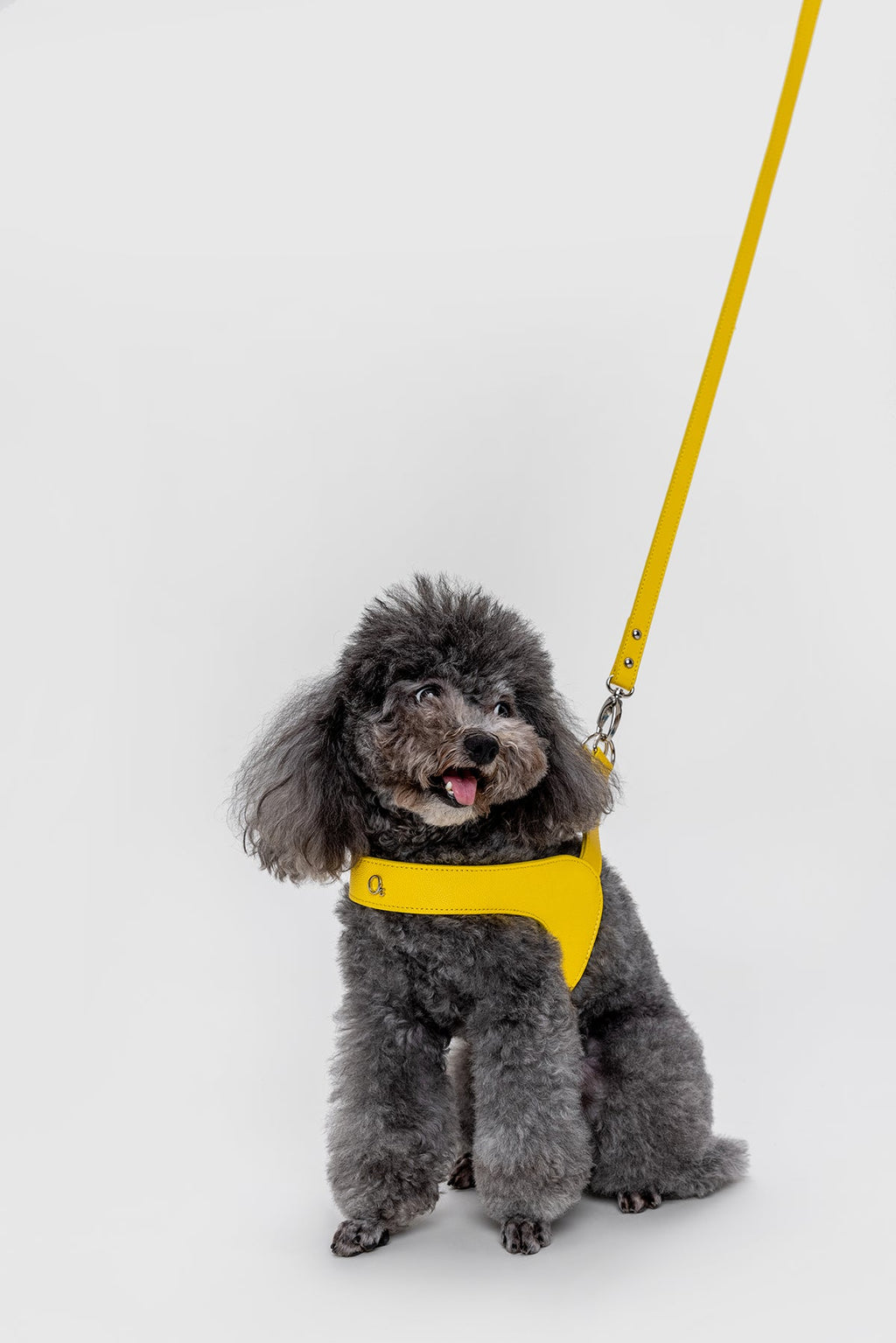 Leather Harness Set with Lead and Pocket