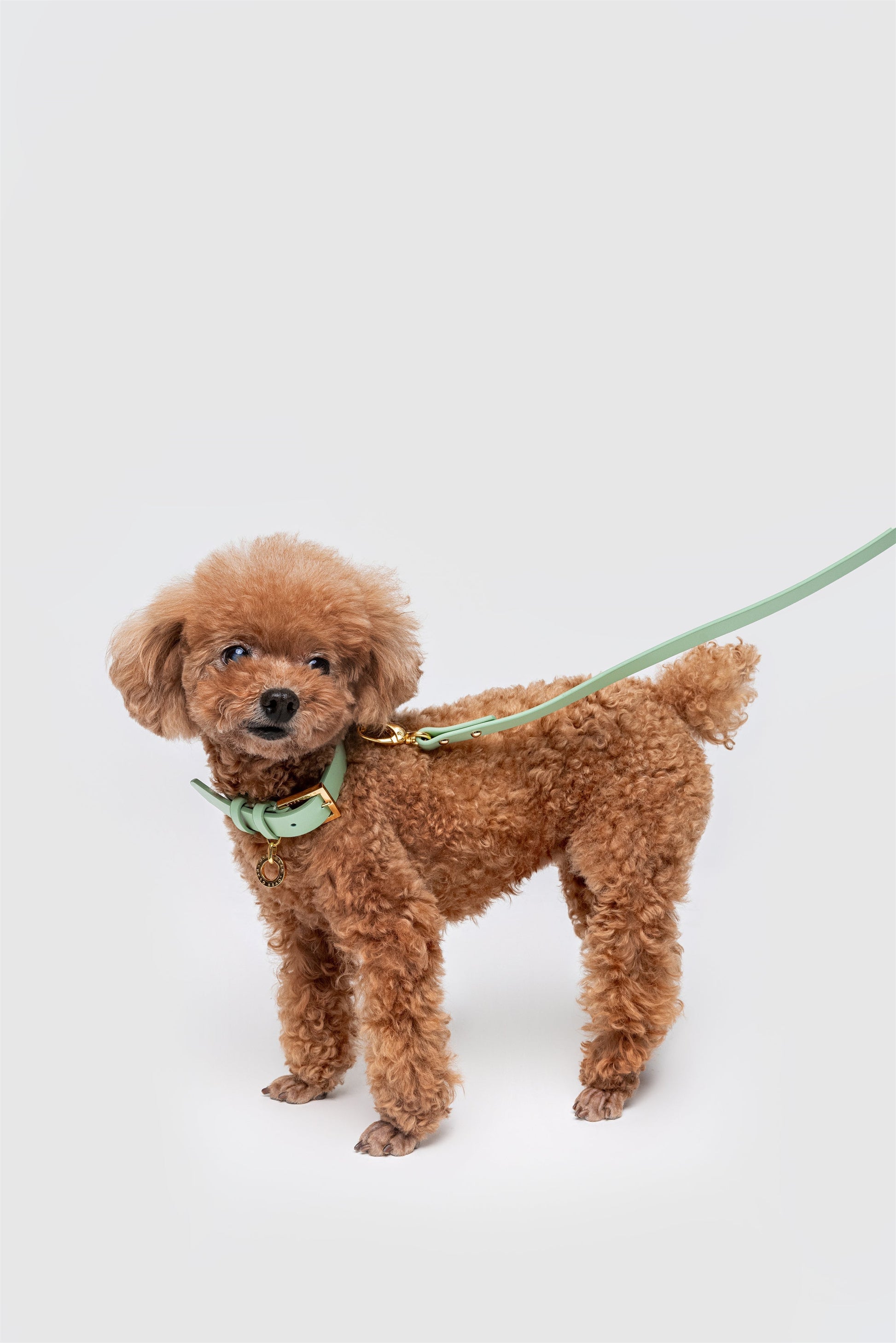 Premium Leather Lead and Collar Set