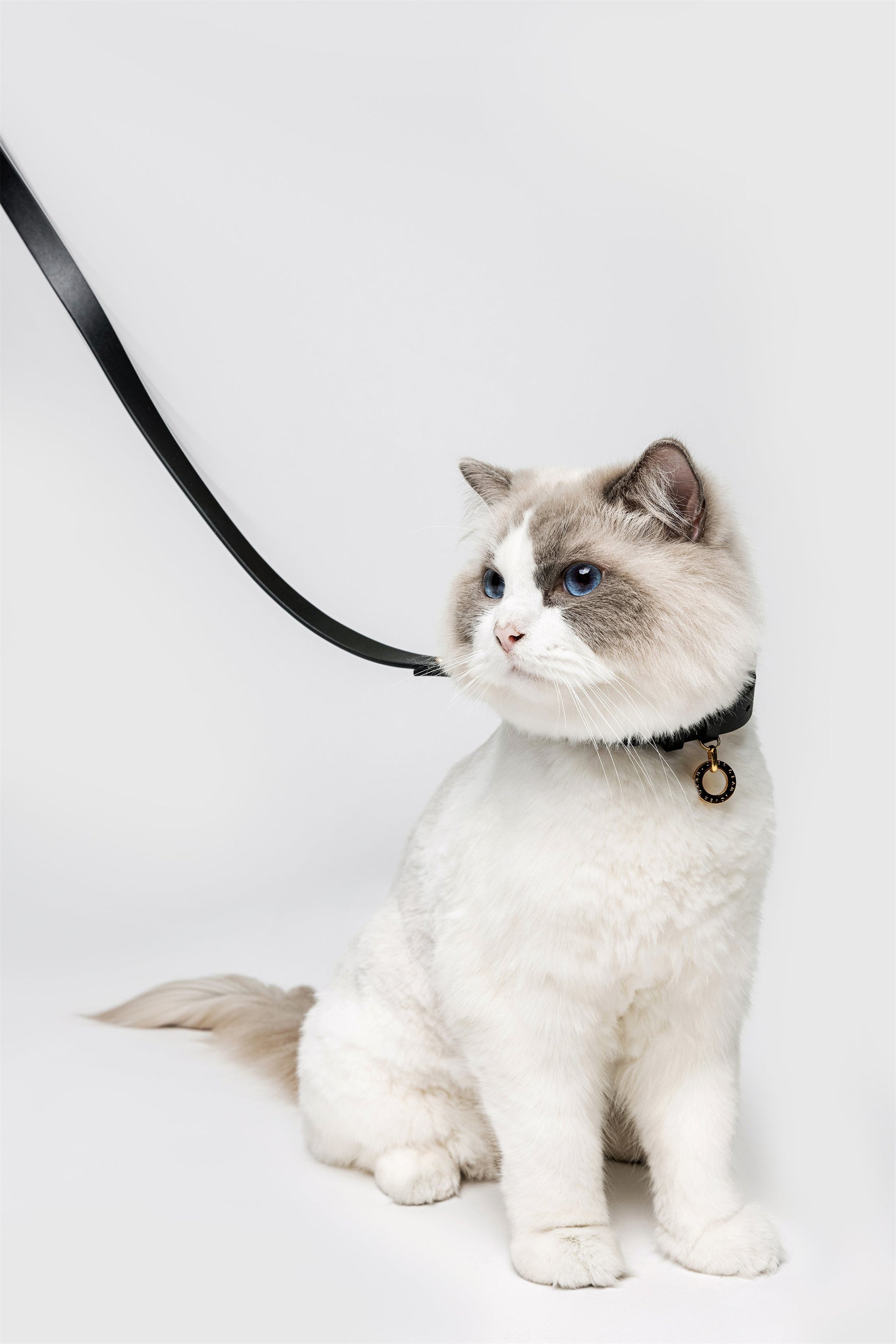 Premium Leather Lead and Collar Set