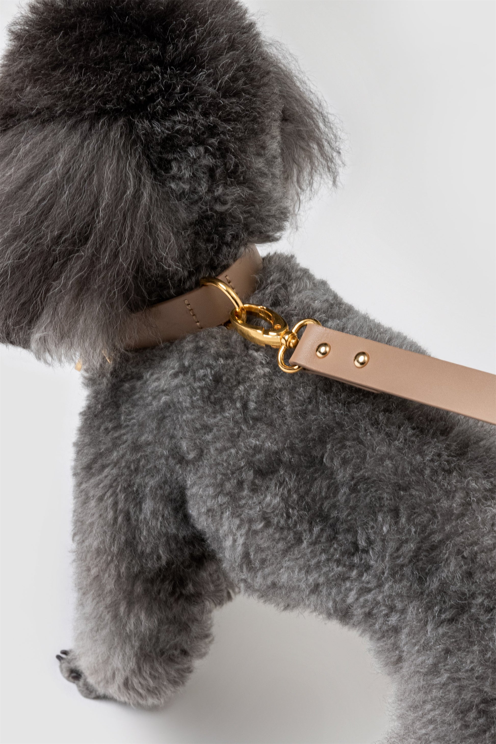 Premium Leather Lead and Collar Set