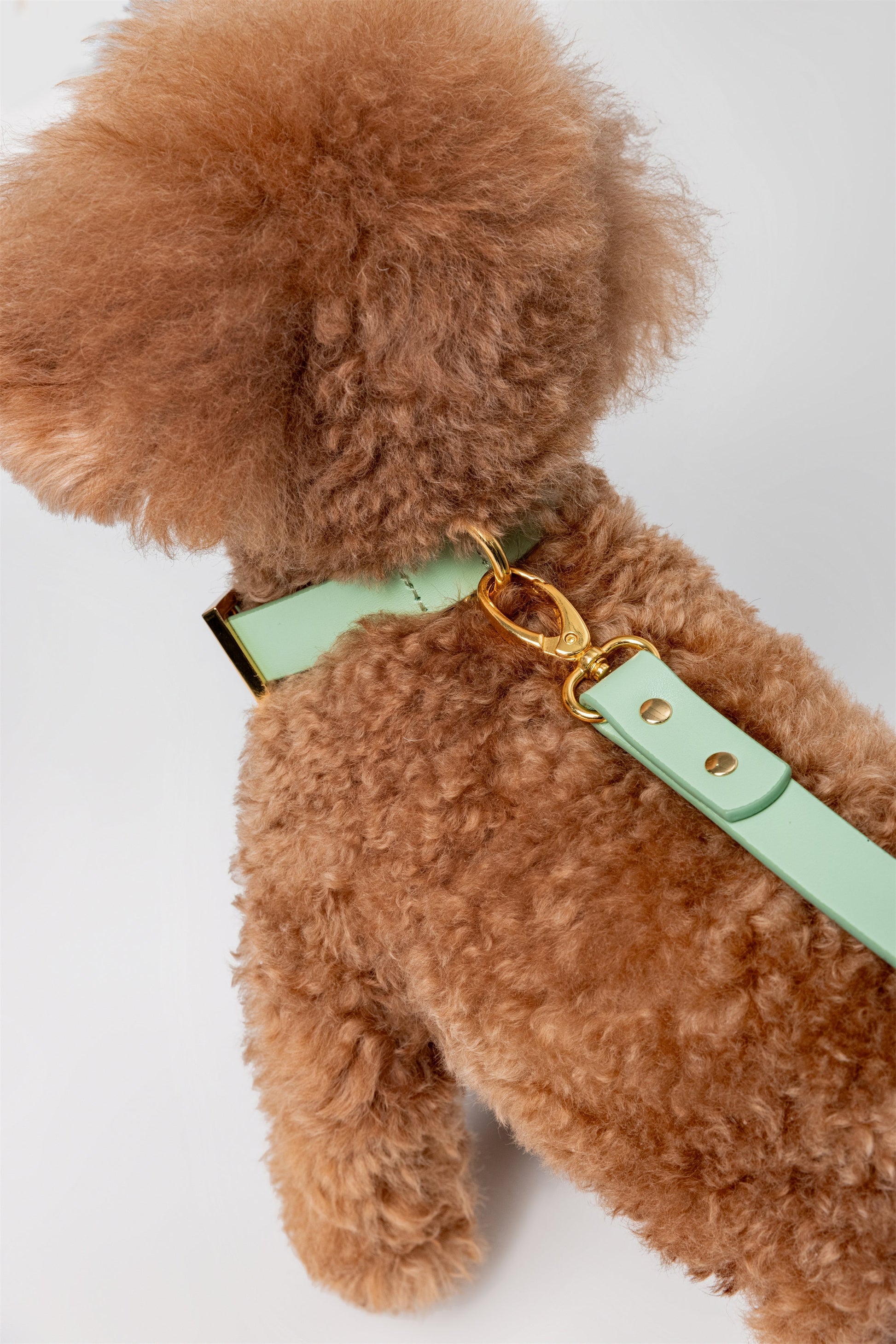 Premium Leather Lead and Collar Set