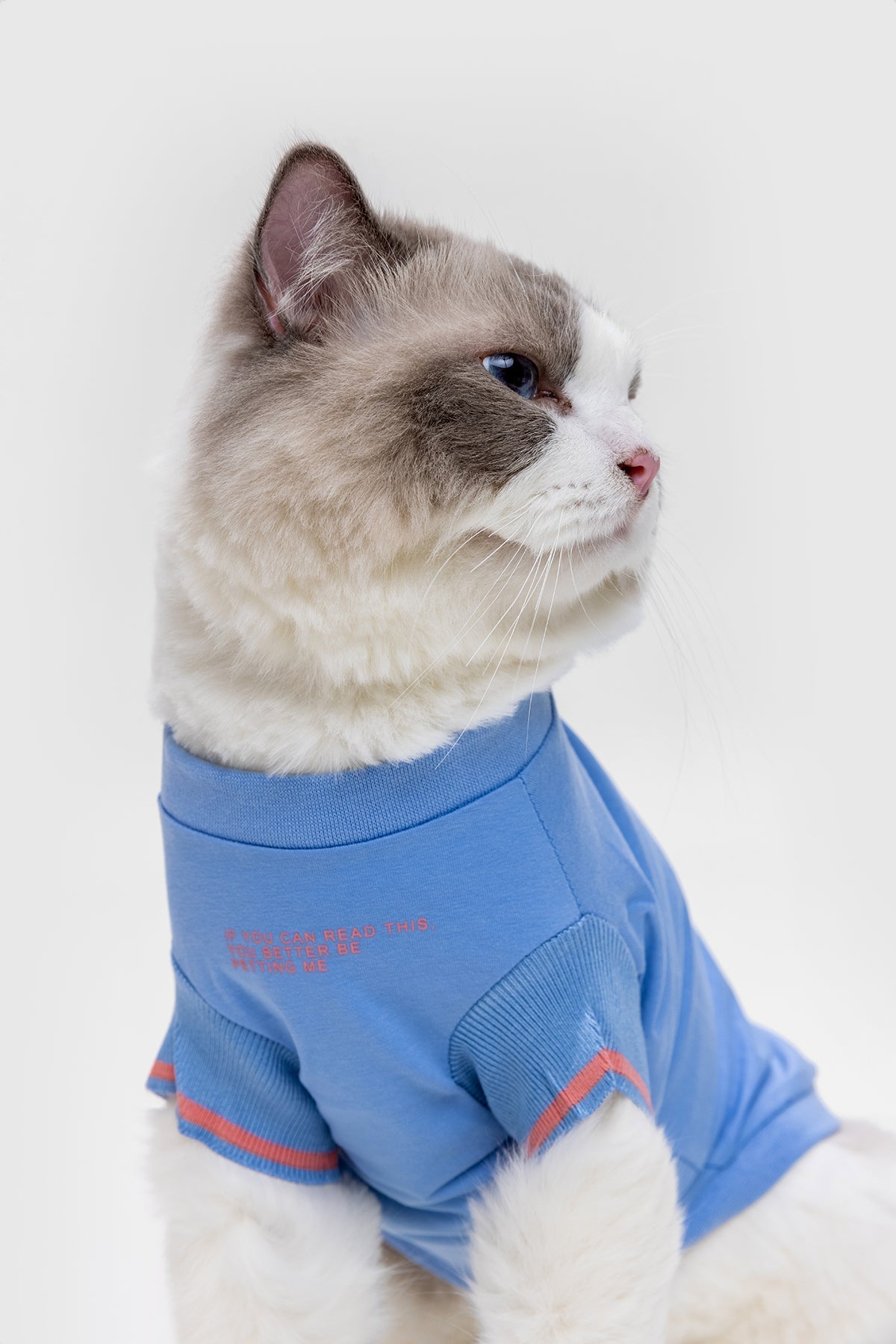 Funny Slogan T-Shirt in Five Colours
