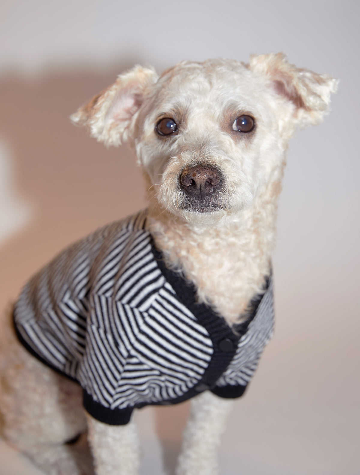 Zig Zag Striped Cardigan Sweater