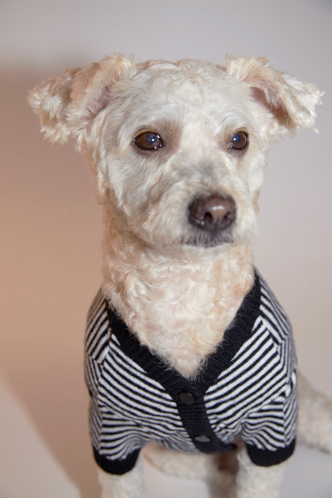 Zig Zag Striped Cardigan Sweater