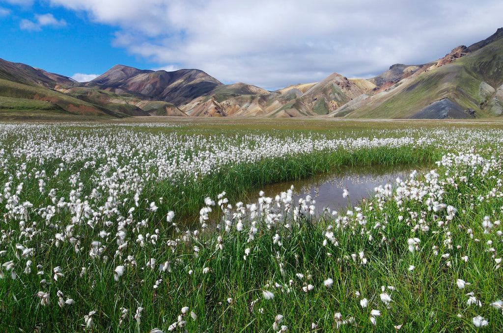 Scandinavian Trail Explorer's Guide