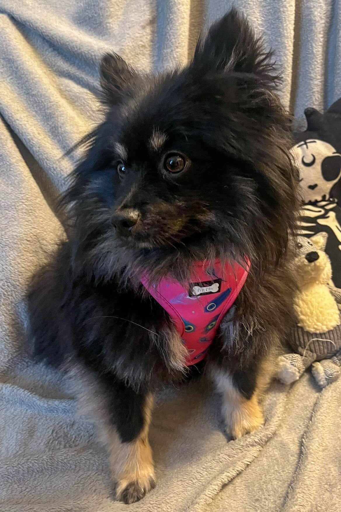 Hot Pink Peacock Feather Adjustable Dog Harness