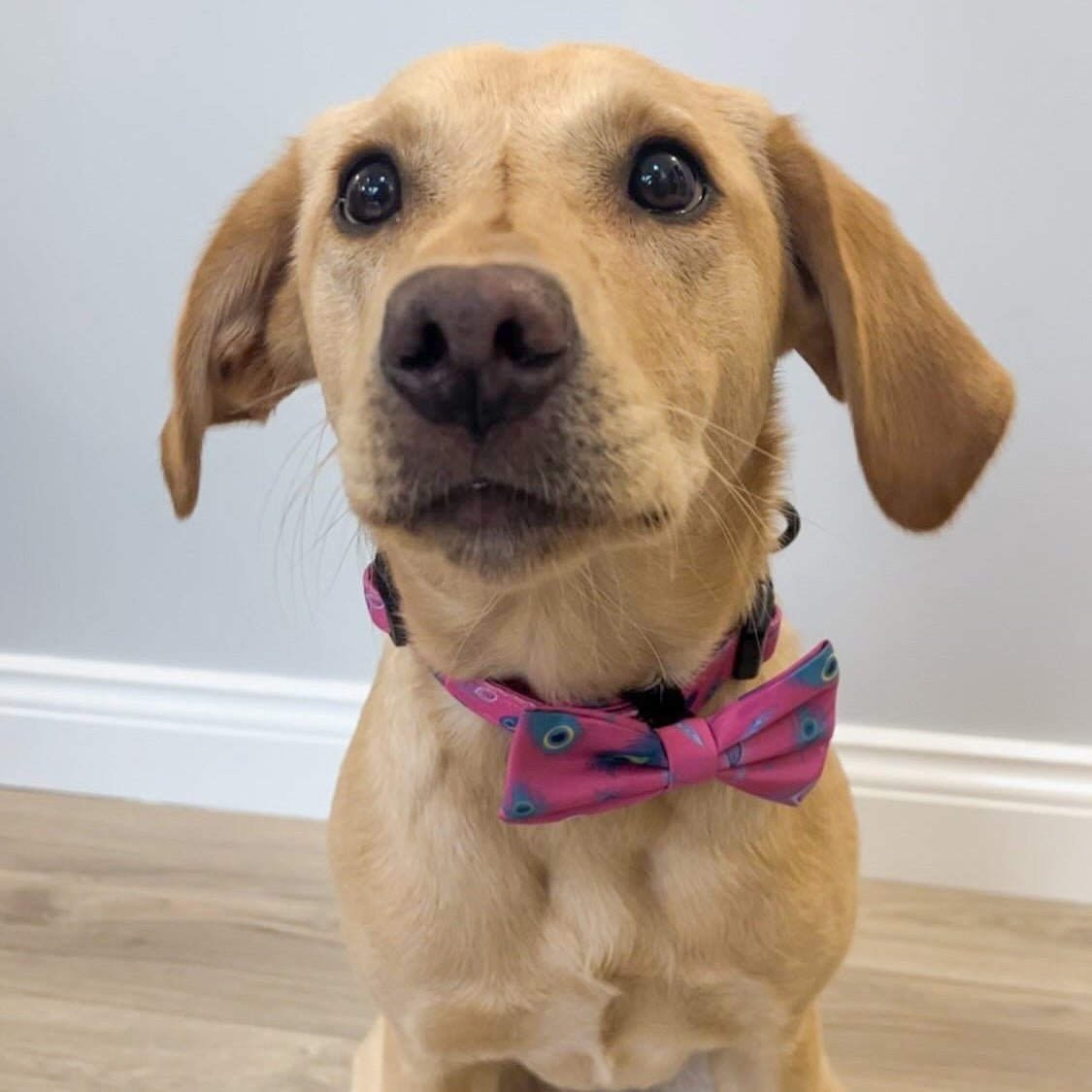 Peacock Power Dog Collar in Teal