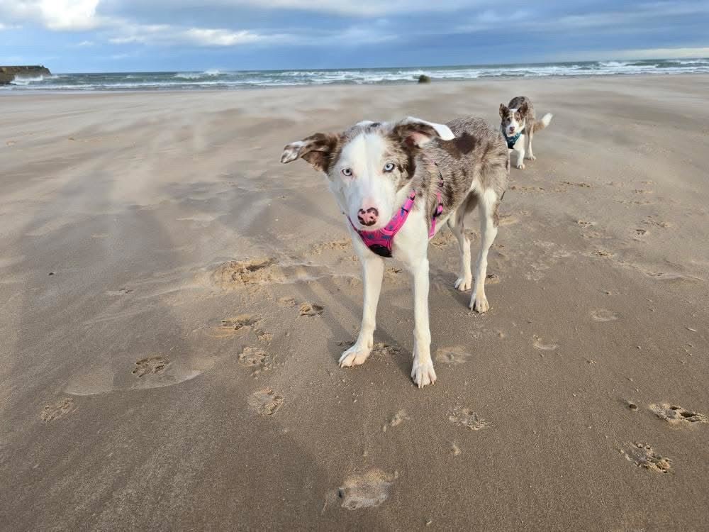 Peacock Power Tactical Dog Harness