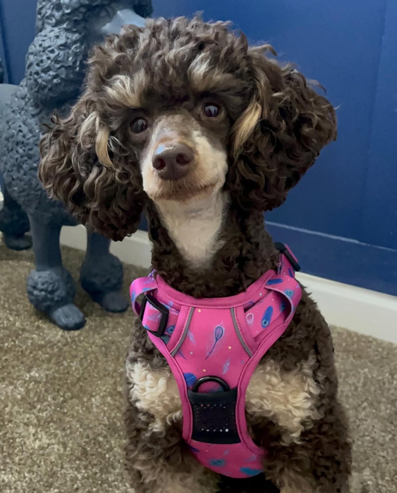 Peacock Power Tactical Dog Harness