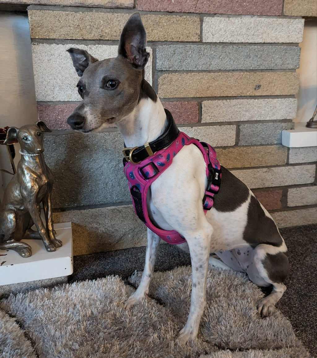 Peacock Power Tactical Dog Harness