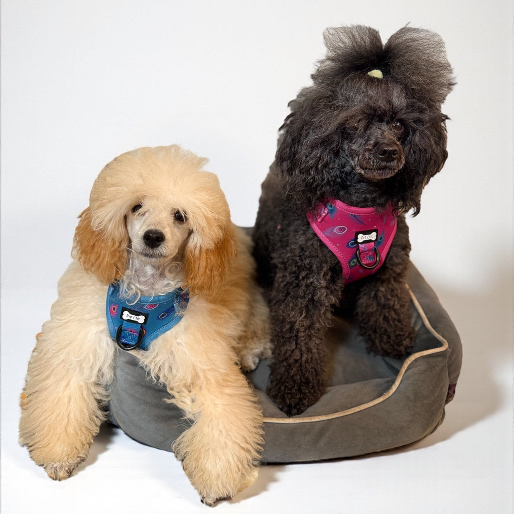 Peacock Power Step In Adjustable Harness for Small Dogs and Puppies