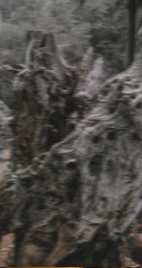 close-up of ego rex perfume oil roll-on bottle on a clean surface, showcasing its functional application