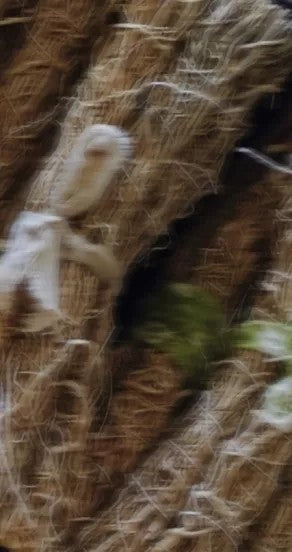 elegant roll-on bottle of nights in morocco perfume oil with amber glow on skin