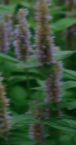 Perfume Oil - Spring Of Youth, 10ml