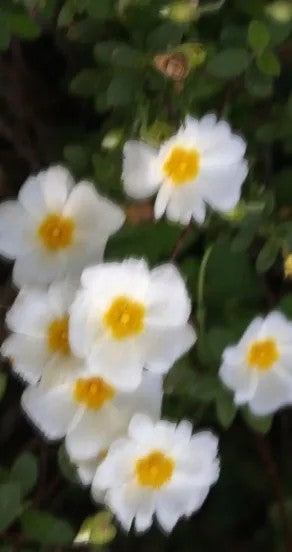 elegant close-up of sweet surrender perfume oil bottle with amber glow on a minimalist marble surface