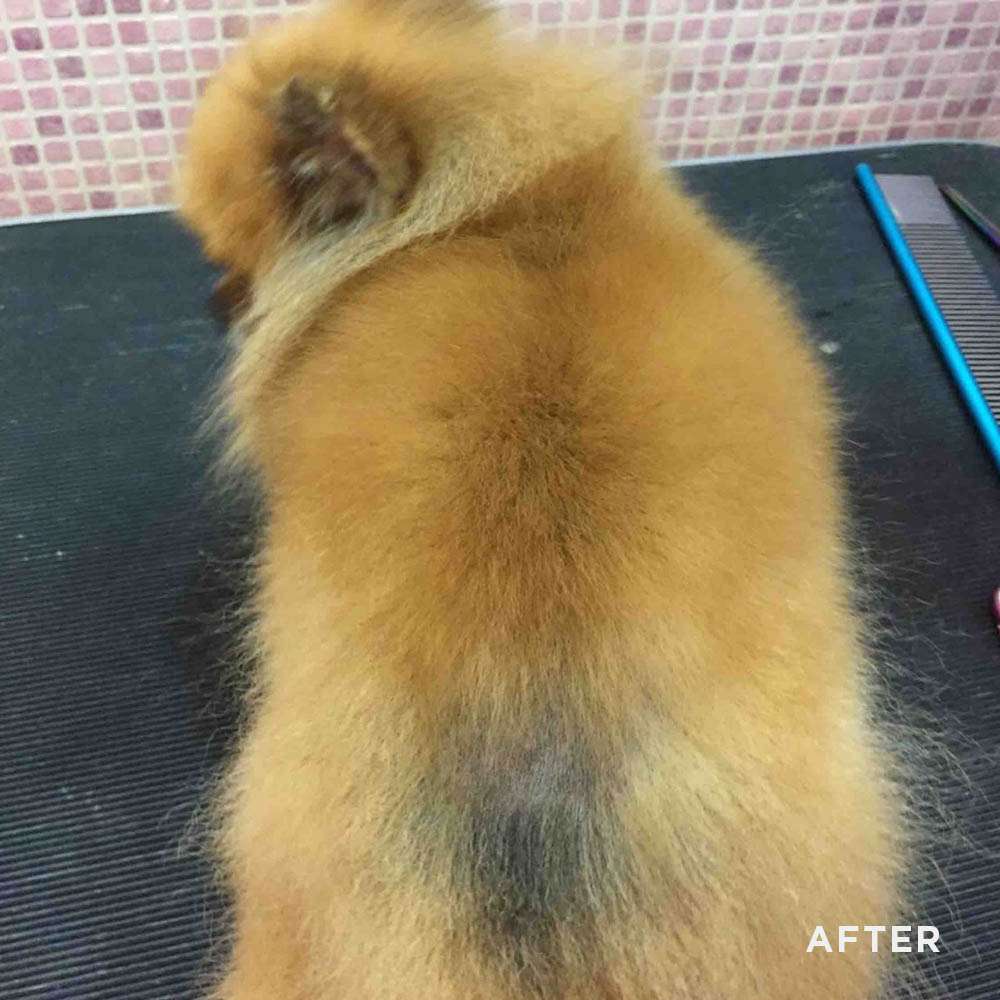 Beauty Recovery Mask for Pomeranians 250ml