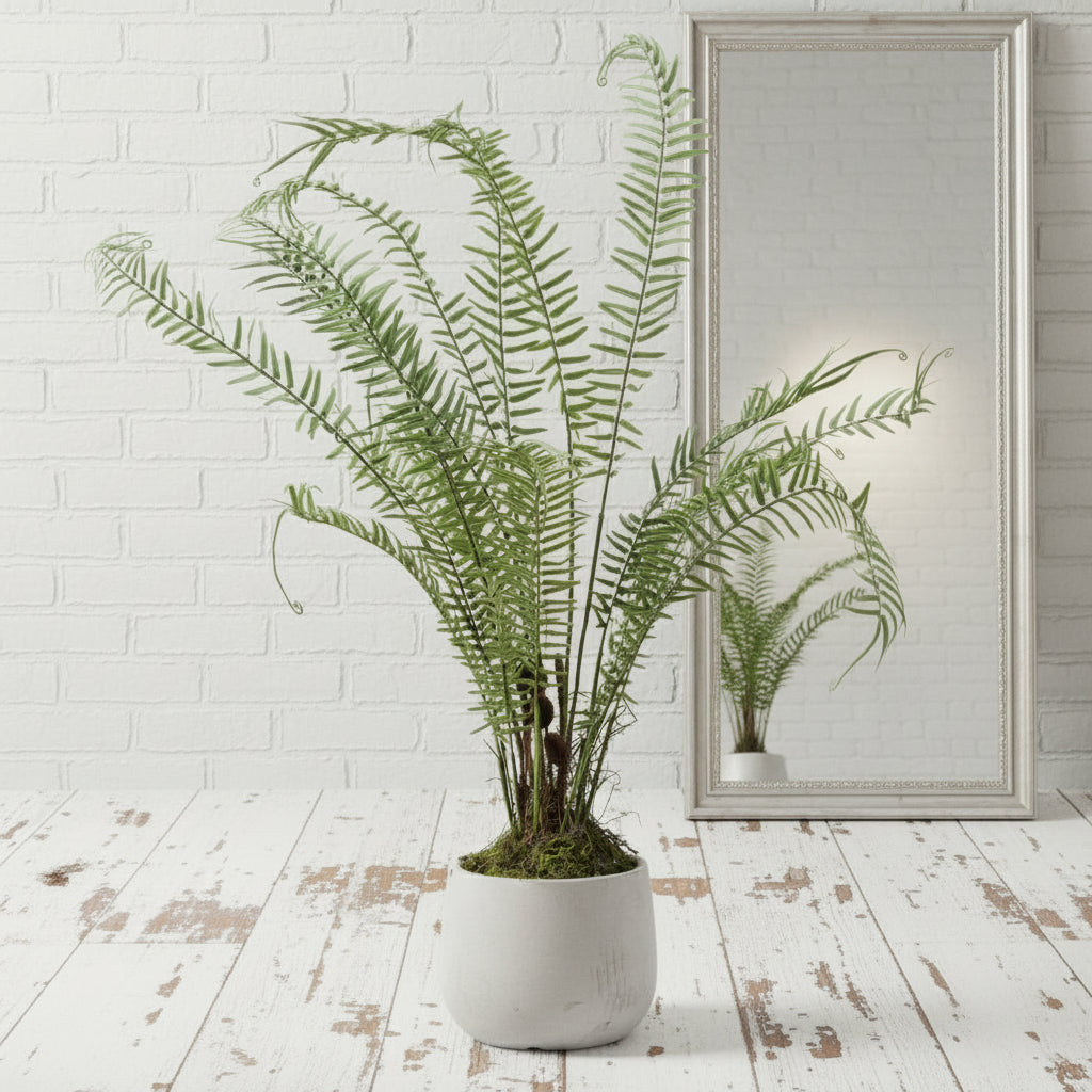Boston Large Potted Fern