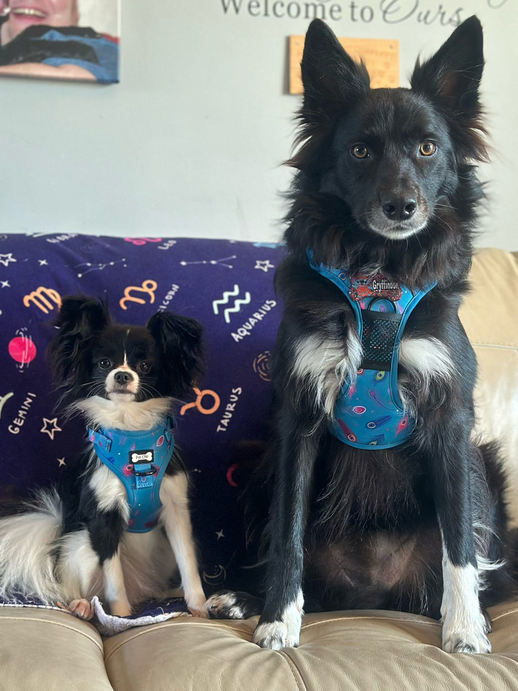 Power Peacock Step In Adjustable Small Dog Harness