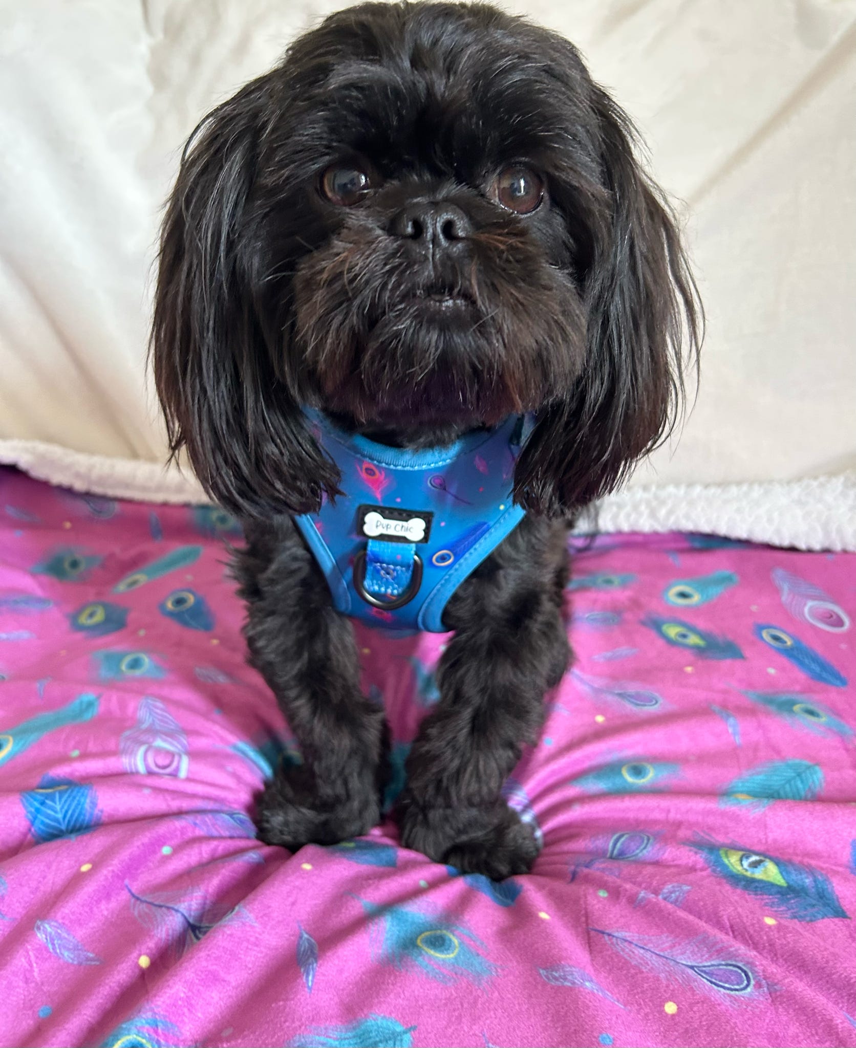 Power Peacock Step In Adjustable Small Dog Harness