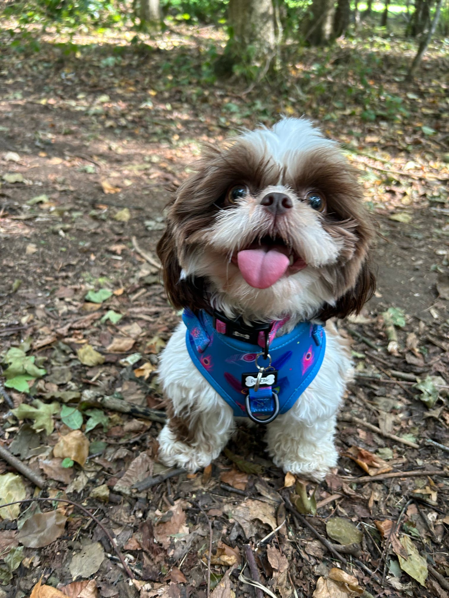 Power Peacock Step In Adjustable Small Dog Harness
