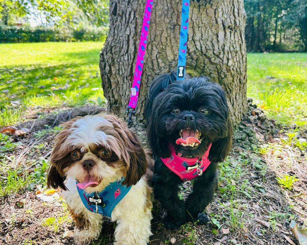 Power Peacock Step In Adjustable Small Dog Harness