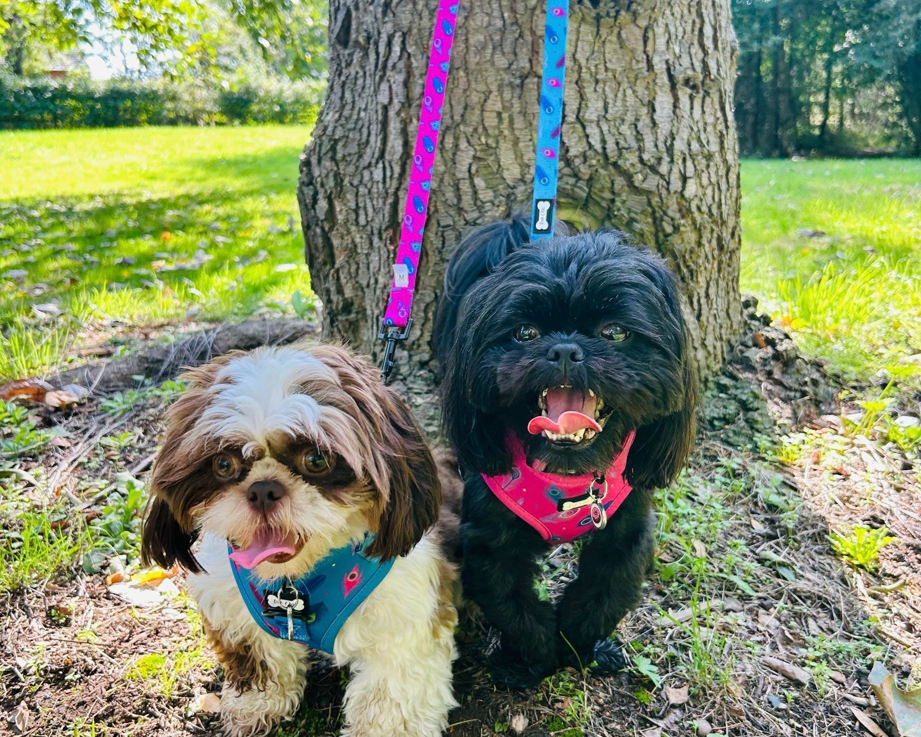 Power Peacock Step In Adjustable Small Dog Harness