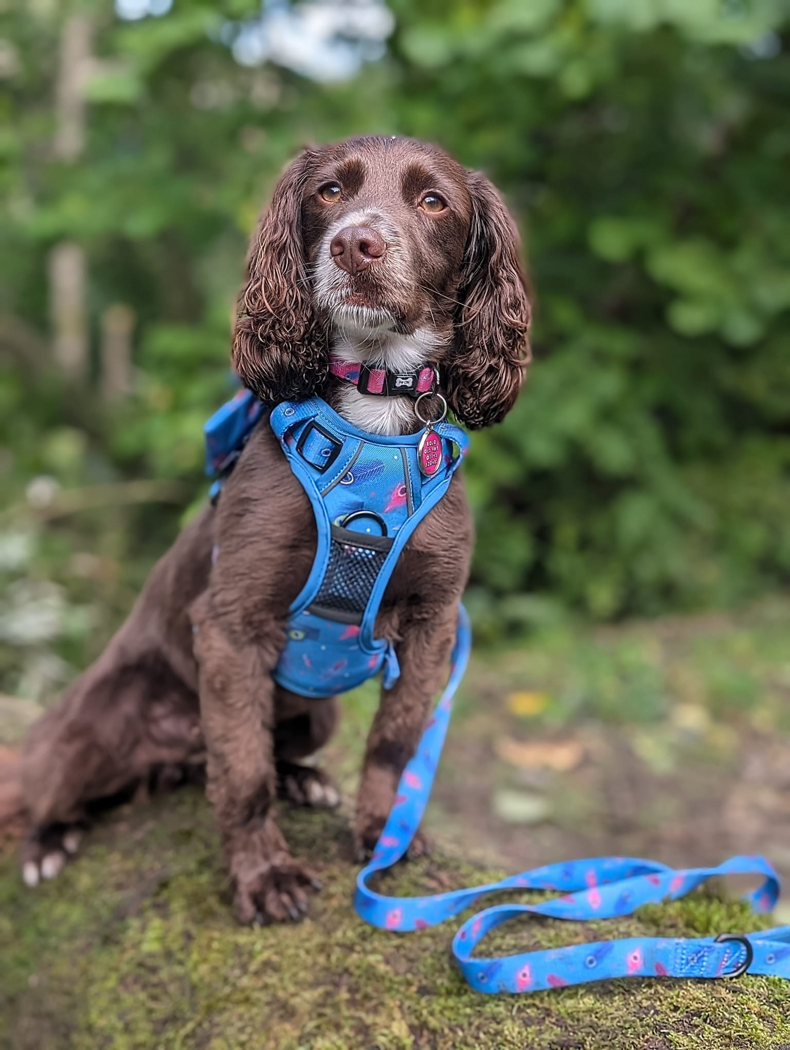 Power Peacock Tactical Dog Harness with No Pull Front D-Ring