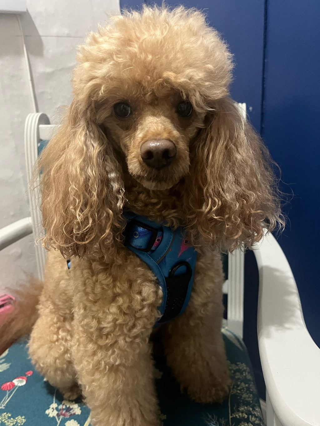 Power Peacock Tactical Dog Harness with No Pull Front D-Ring