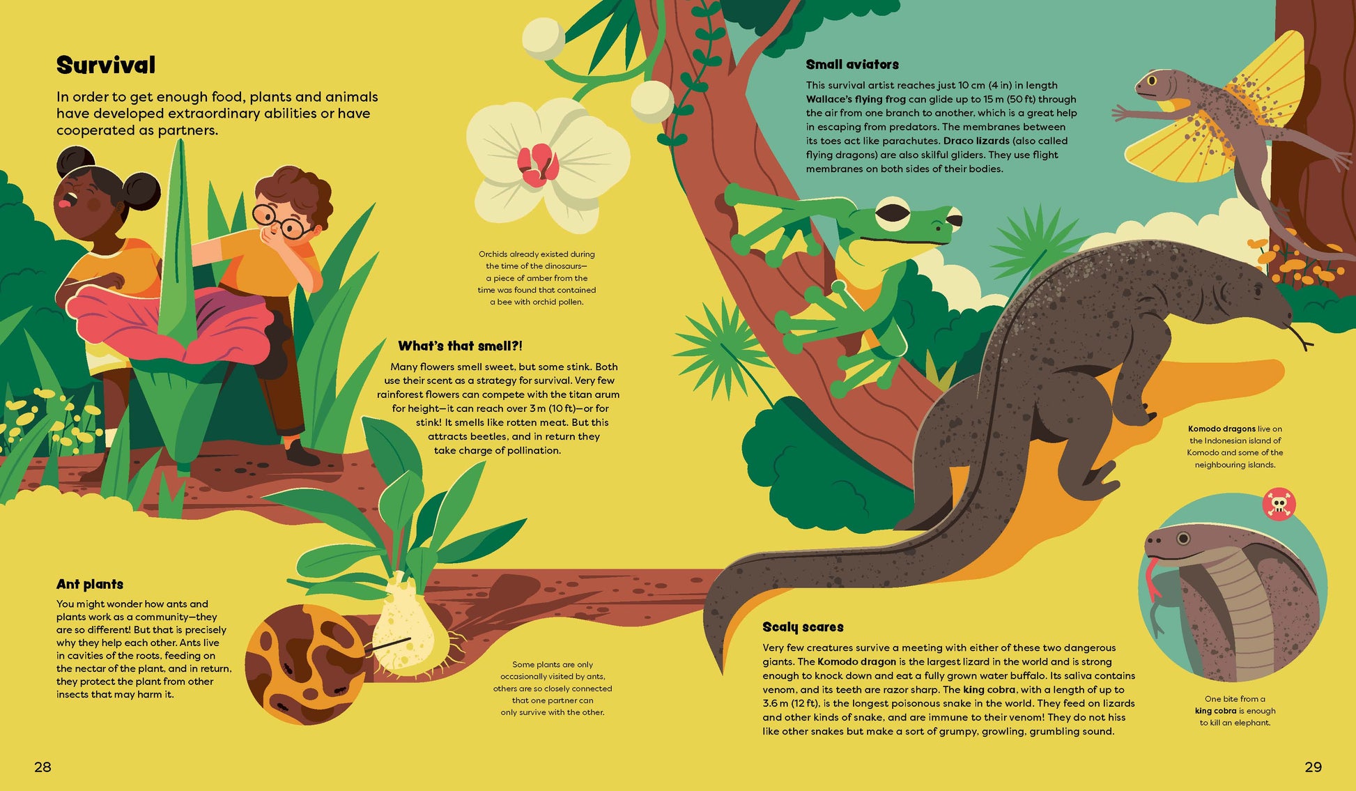 Explore the Rainforest Emma and Louis in the Jungle