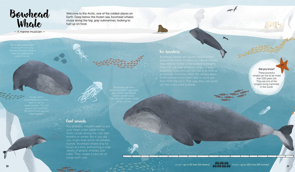 The World of Whales