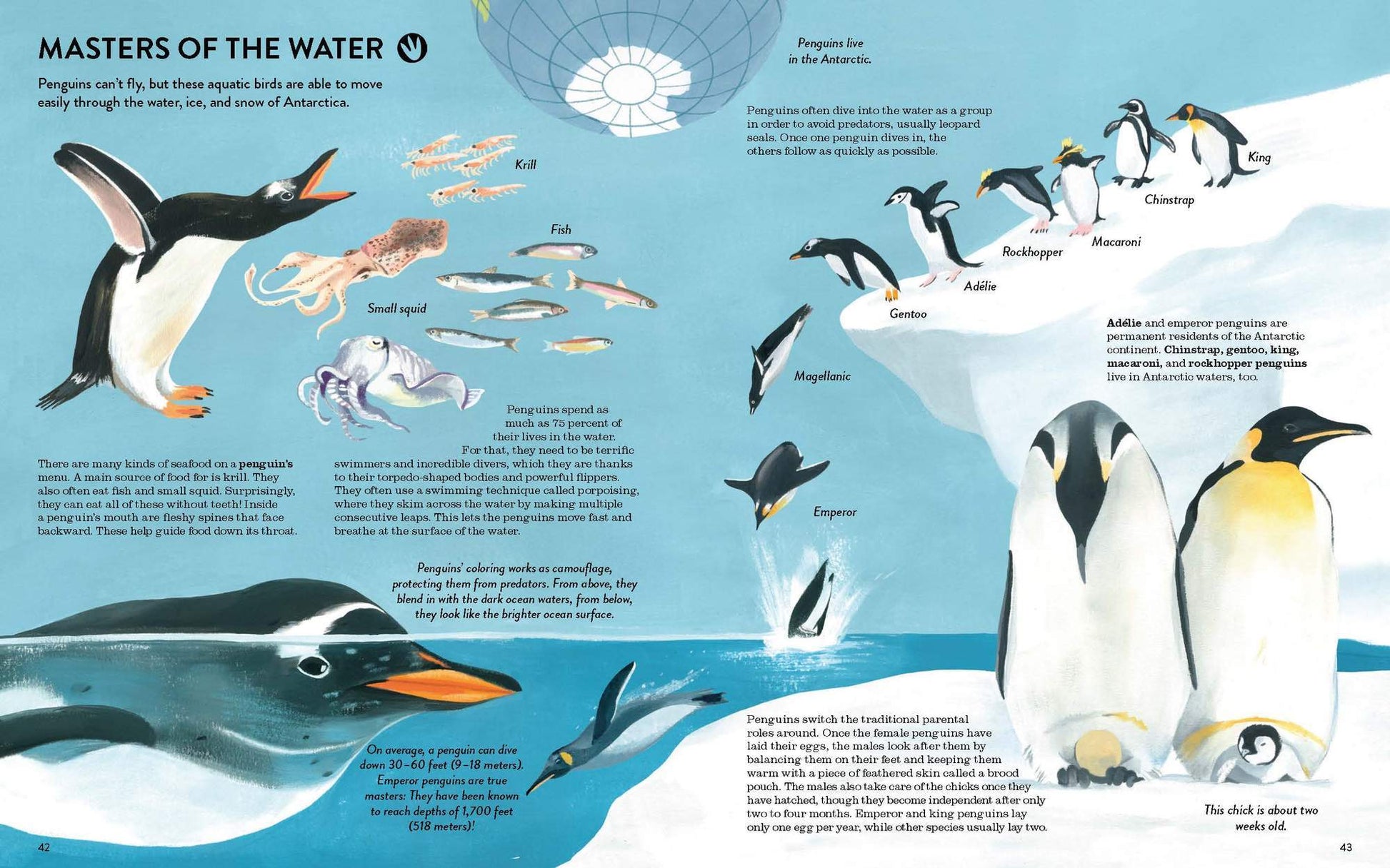 Penguins and Polar Bears Arctic Antarctic Guide