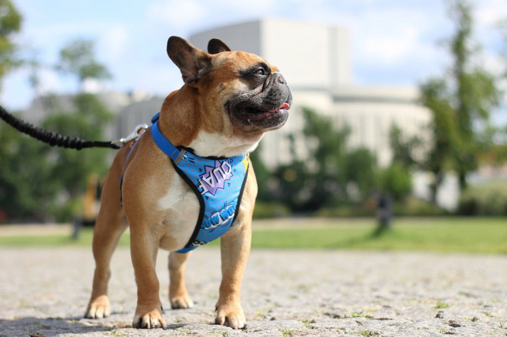 bold blue graffiti pressure free dog harness on a confident german shepherd during a sunset walk