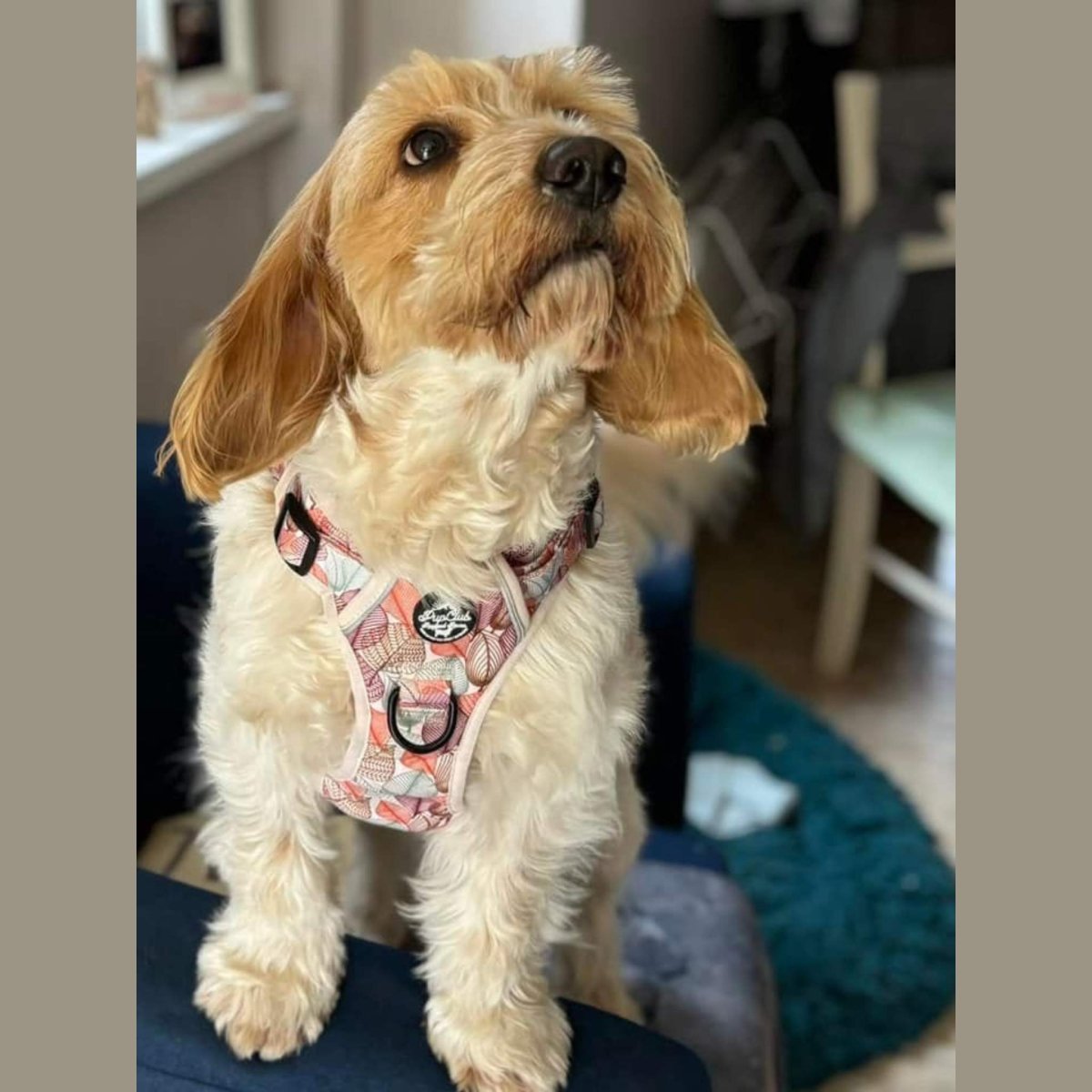 Rugged Rover Harness Autumn Breeze No Pull