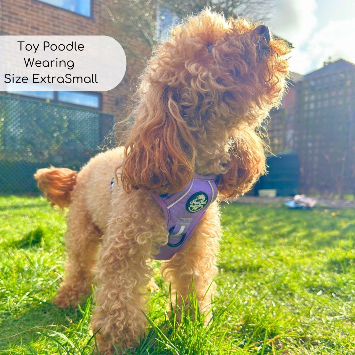 Rugged Rover Harness in Lilac Blush