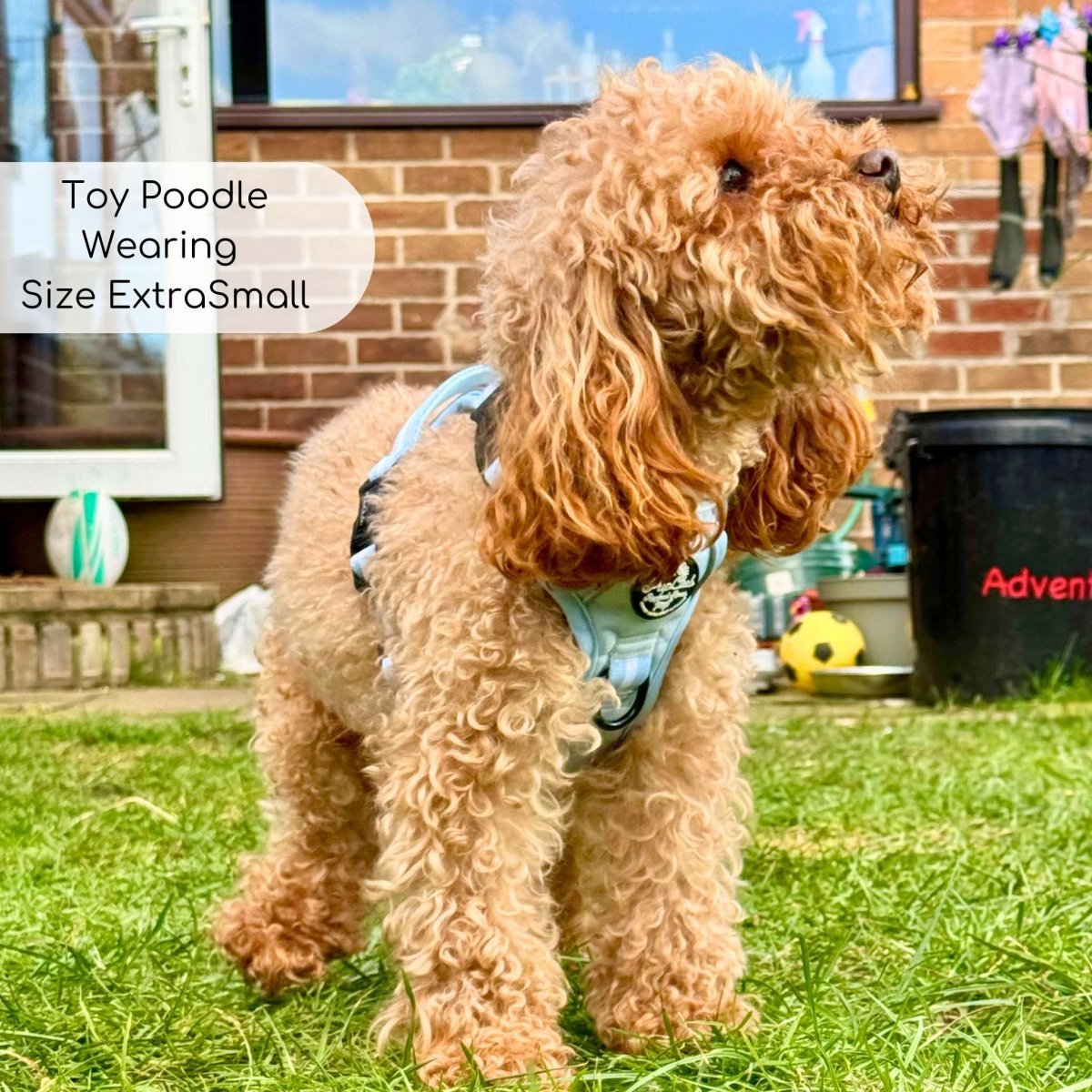 Pastel Blue Rugged Rover Dog Harness