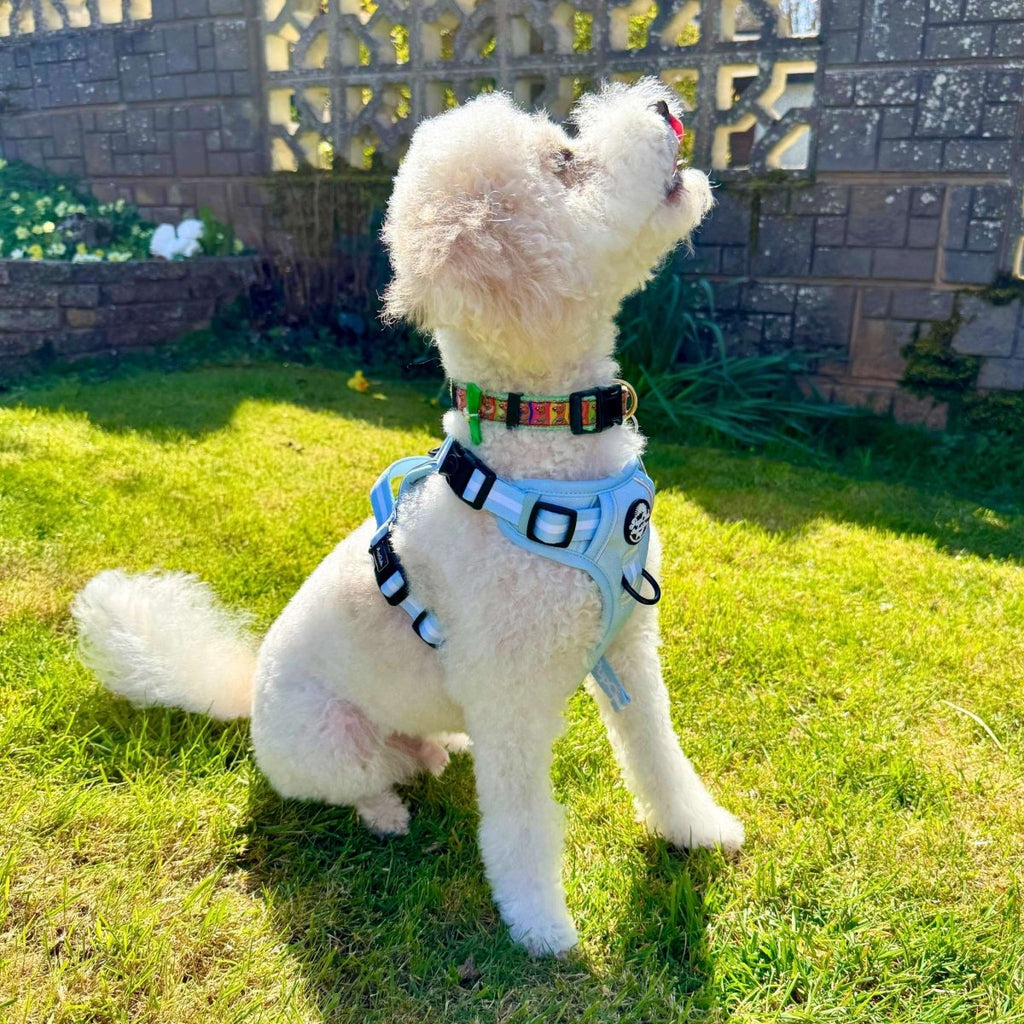 Pastel Blue Rugged Rover Dog Harness