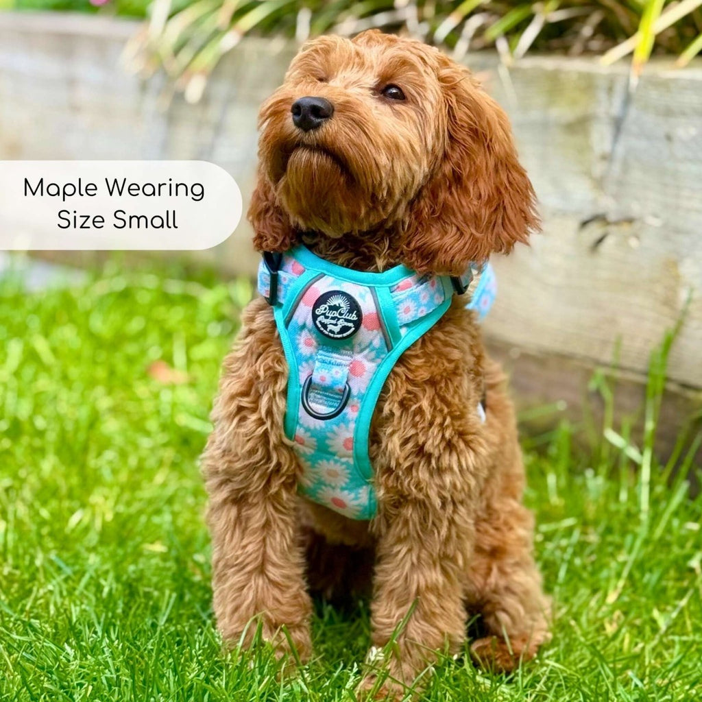 Pastel Daisy No Pull Dog Harness