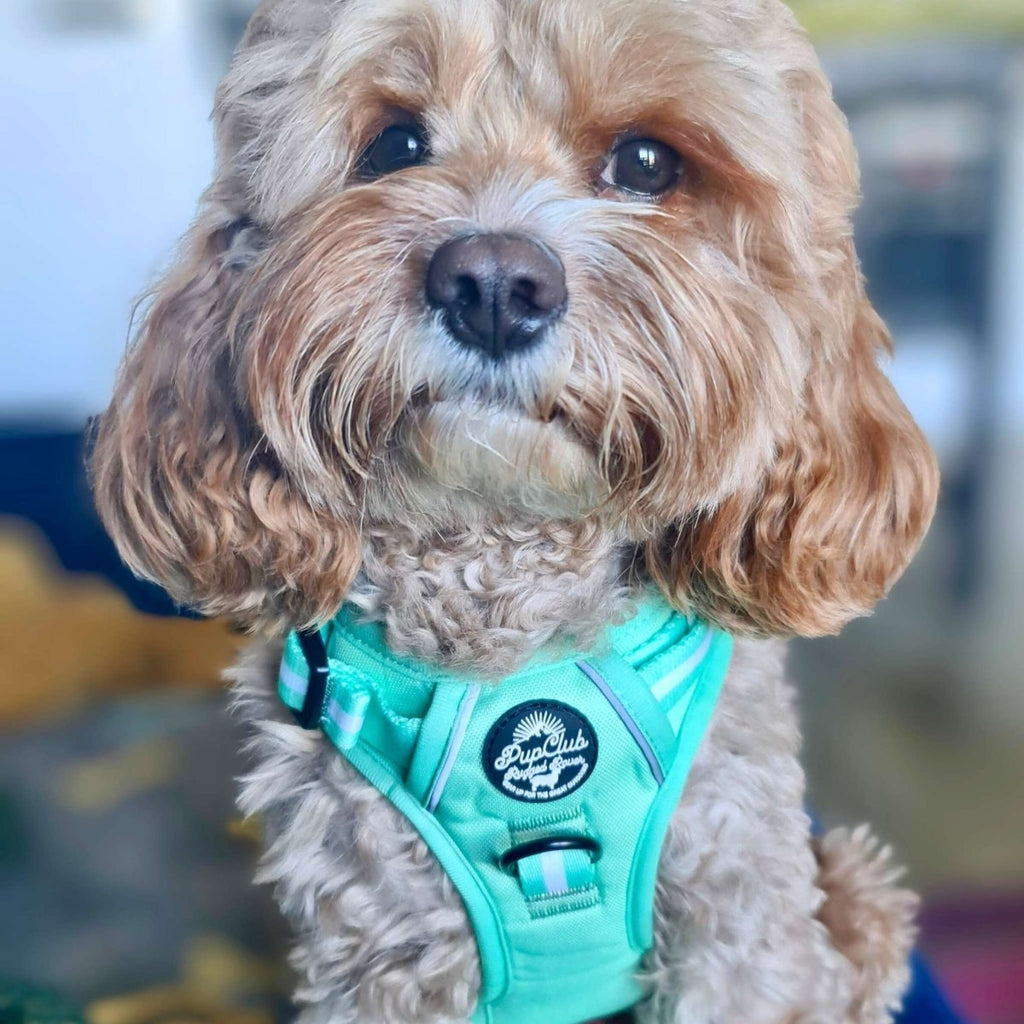Pastel Mint Green No Pull Dog Harness