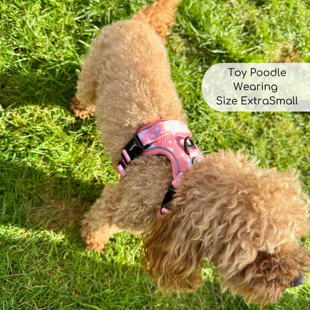 Rugged Rover Harness Peachy Hearts