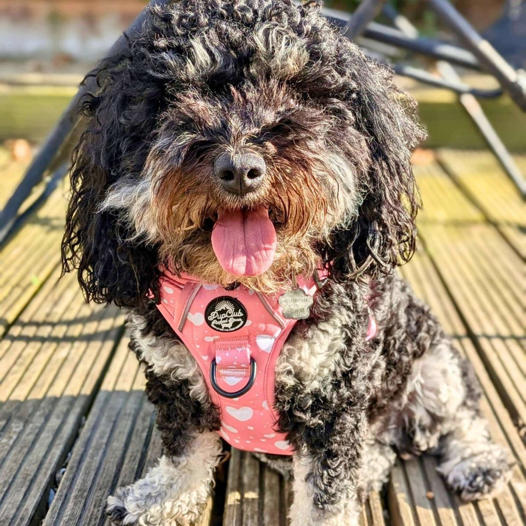 Rugged Rover Harness Peachy Hearts