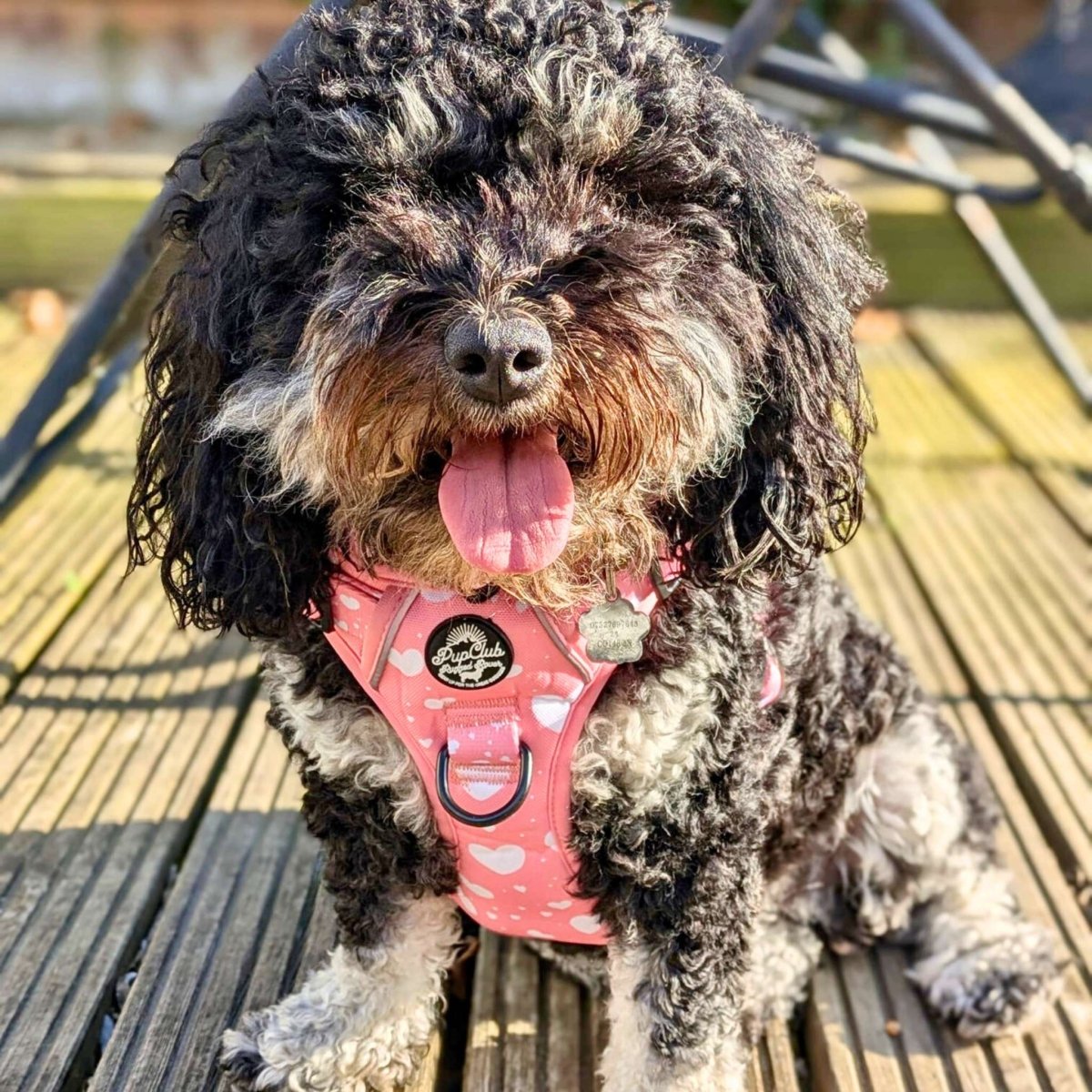 Rugged Rover Harness Peachy Hearts