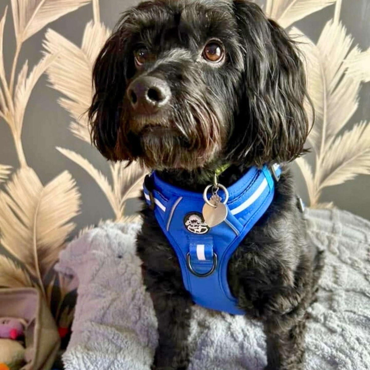 Royal Blue Rugged Rover No Pull Dog Harness